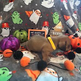 Vegeta - Red male Dachshund puppy in Park Hills, Missouri from Ozark Miniature Dachshunds