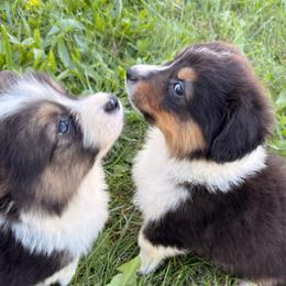 Timber ZigZag - Black and white male American Corgi puppy in Heyworth, Illinois from Schumaker Corgis