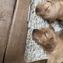 Golden Retriever Puppies from Up Beat Golden's