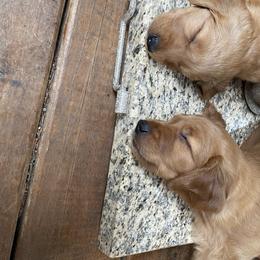 Golden Retriever Puppies from Up Beat Golden's