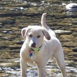 Labrador Retrievers from Lynda's Labs Lovin" Retrievers Dudley's!!