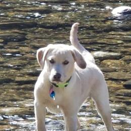 Labrador Retrievers from Lynda's Labs Lovin" Retrievers Dudley's!!