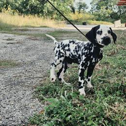 Reed - White and black male Dalmatian puppy in Adkins, Texas from Rock'N'Spark Dalmatians