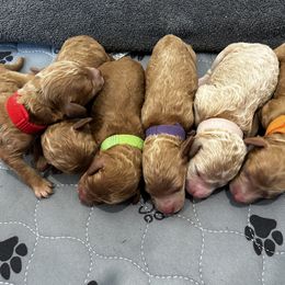 Poodle Puppies from Imperial Poodles LLC