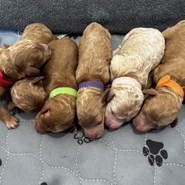 Poodle Puppies from Imperial Poodles LLC