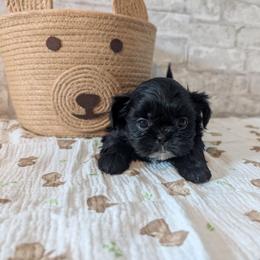 Felix - Black male Shih Tzu puppy in Poultney, Vermont from Morgan's Shih Tzus