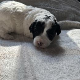 Cowie - Black and white female Bernedoodle puppy in Gainesville, Florida from Alyssa Xxweetdoodles