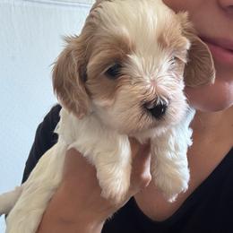 Peanut - Gold and white male Cavatzu puppy in Turlock, California from Charming Woofs