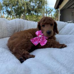Purple collar - Red  female Poodle puppy in Riverside, California from Riverside red poodles