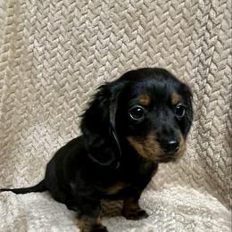 Zoe - Black and tan female Dachshund puppy in Milroy, Pennsylvania from Not Your Average Weiner