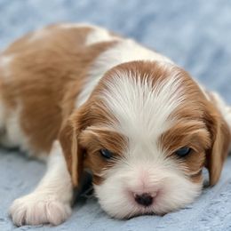 Taffy - Blenheim female Cavalier King Charles Spaniel puppy in Blanding, Utah from Blue House Cavaliers
