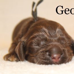 Cockapoo and Cocker Spaniel Puppies from Parker's Cockapoos
