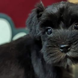 Miniature Schnauzers from Hampton's Miniature Schnauzers