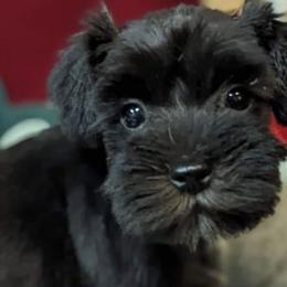 Miniature Schnauzers from Hampton's Miniature Schnauzers