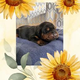 Girl 1 - Black and rust female Doberman Pinscher puppy in Wautoma, Wisconsin from Sky’s Dobermans