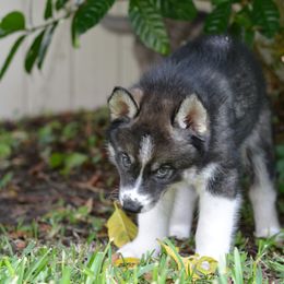 Siberian Husky Puppies from SoFlo Siberians