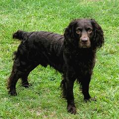 Remi - Boykin Spaniel