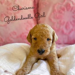 Charisma - Red  female Goldendoodle puppy in Grove, Oklahoma from Guinn Family Farms