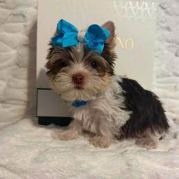 VERY TINY VALENTINO 3250 - Chocolate, tan and white male Yorkshire Terrier puppy in Andrews, South Carolina from Sparkle of Glamour Yorkies