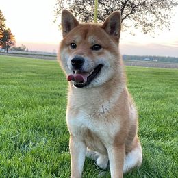 Rogue - Shiba Inu