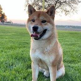 Rogue - Shiba Inu