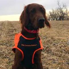 Irish Setter All Grown Up from Greenbank Hollow Farm