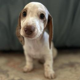 Lincoln- ready to go :) - Piebald male Dachshund puppy in Bruceton, Tennessee from Dachshund Dreams (miniature)