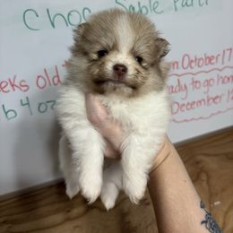 Strawberry - Chocolate sable female Pomeranian puppy in Anchorage, Alaska from Arctic Pomeranians