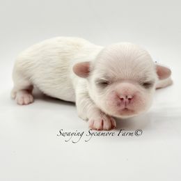 White and Gold Male - Blue - Gold and white male Shih Tzu puppy in Crawfordsville, Indiana from Swaying Sycamore Farm