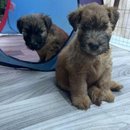 Kerry Blue Terrier and Soft Coated Wheaten Terrier Puppies from Cross the Rubicon KBT & Trebol SCWT
