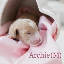 Artemis - Apricot male Goldendoodle puppy in Acton, Maine from Silver Pines Pups