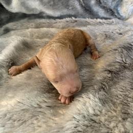 Girl 1 - Apricot female Goldendoodle puppy in Haddam, Kansas from Golden B Acres