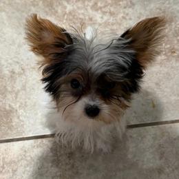 Cookie - Parti male Yorkshire Terrier puppy in Jamul, California from Socal Puppy