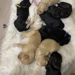 Sheepadoodle Puppies from Rox-Star Sheepadoodles