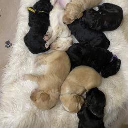 Sheepadoodle Puppies from Rox-Star Sheepadoodles