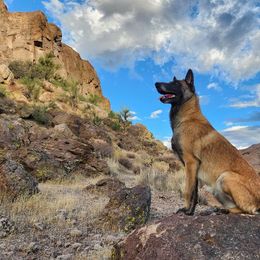 Vivika - Belgian Malinois