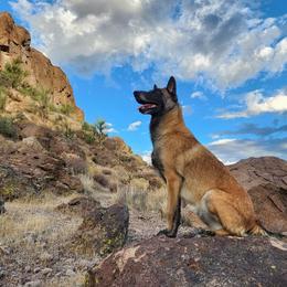 Vivika - Belgian Malinois