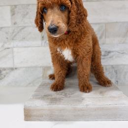 Coca-cola - Red  male Poodle puppy in Mesa, Arizona from Desert Doodles