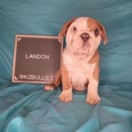 Landon - Fawn and white male Bulldog puppy in Hillsdale County, Michigan from KZ Bullies LLC