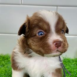 Girl 2 - female Miniature Australian Shepherd puppy in Newberry, Florida from Southern with Grace Mini Aussies