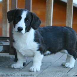 Boy 3 - Brindle and white Cardigan Welsh Corgi puppy in Paonia, Colorado from Electric Mountain Cardigan Corgis