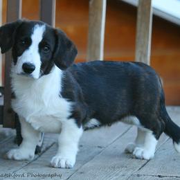 Boy 3 - Brindle and white Cardigan Welsh Corgi puppy in Paonia, Colorado from Electric Mountain Cardigan Corgis