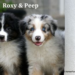Australian Shepherd, Mastiff, and Miniature American Shepherd Puppies from Ashber Farm