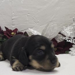 Girl 1 - Black and cream female Dachshund puppy in Mt. Sterling, Illinois from Doxie Do's