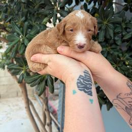 Simon - Parti male Goldendoodle puppy in Barstow, California from Golden Desert Doodles