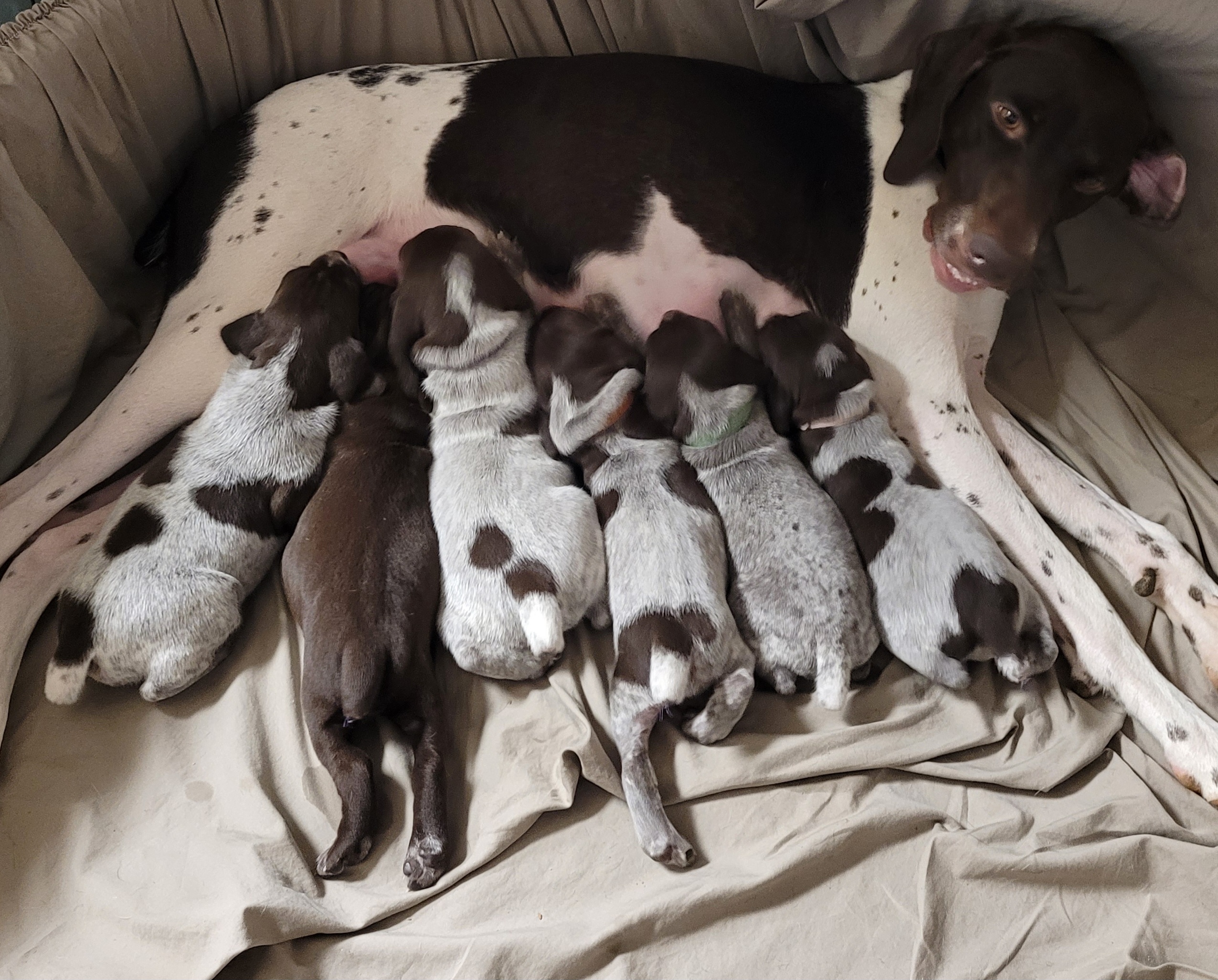 German Shorthaired Pointer Puppies from Stoney Fork German Shorthaired Pointers
