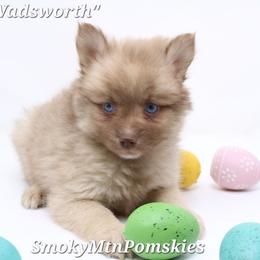 Wadsworth SALE 3100 BLUE EYES - Chocolate male Pomsky puppy in Christiana, Tennessee from Smoky Mountain Pomskies