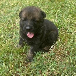 Yellow Collar, Sable Male - Sable male German Shepherd puppy in Milan, Illinois from Stonewick German Shepherds