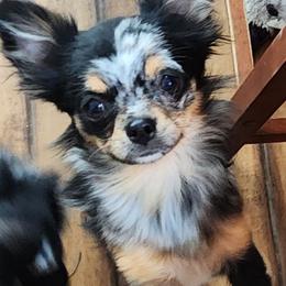 Reese - Chihuahua
