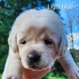 Light Blue collar - Yellow male Labrador Retriever puppy in Mossyrock, Washington from White River Labradors